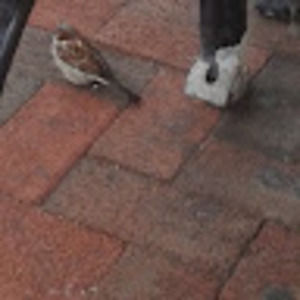 Meet your Posher, Bourne